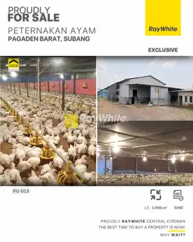 Dijual Peternakan Ayam 3996 m2 di Subang