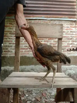 Ayam mangon betina