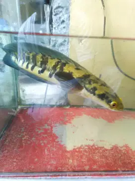Ikan Channa maru ys 35cm