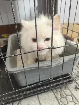 Kucing persia full white + pet cargo