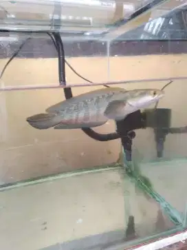 Ikan Channa red Barito 21 cm
