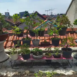 Borongan bonsai + rak
