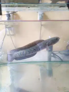 Ikan Channa asiatica kalimaya 21 cm