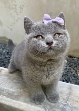 Bsh kitten female 3 month ppen adopt