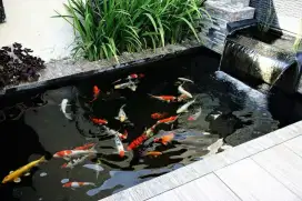 Jasa pembuatan kolam ikan koi