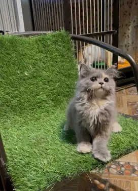 Kucing lucuuu british longhair