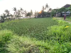 Tanah sawah Pakuhaji kepala 5