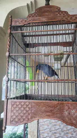 Burung Jalak Kebo Jantan Gacor (Fullset kurungan)