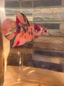 Ikan cupang plakat Giant Nemo