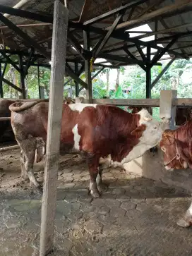 Sapi Limousin Simmental berat 750 kg 50 juta