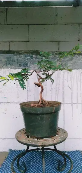 Bahan bonsai asem jawa udah belah batang
