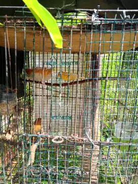 jual kenari sepasang