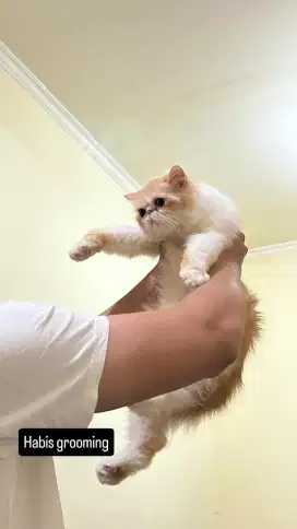 Adop bermahar kucing peak nose long hair