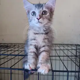 Kucing Betina Belang Mix Dome
