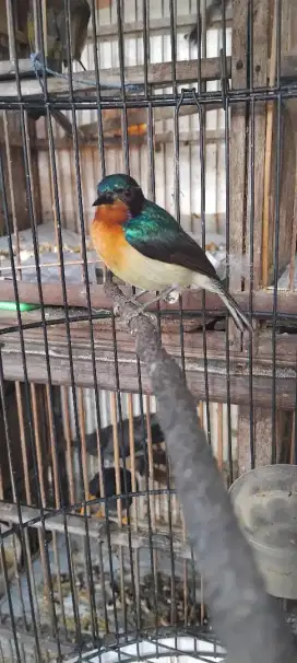 Kolibri wulung rajin bunyi