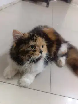 bagi yg mau adopsi kucing betina belang 3 kucing