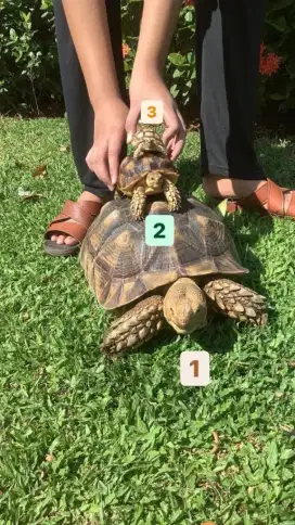 Jual Kura Kura Sulcata Buy 1 Get 2