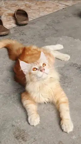Lepas Adopsi Kucing Maine Coon