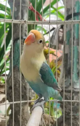 Jual cepat burung Lovebird kesayangan
