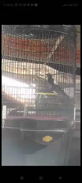 Burung murai batu F4, 5 Kali masuk juara1, 3x juara2, 2x,
