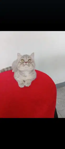 British shorthair mix