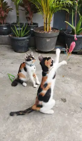 Lepas Adopsi Kucing Calico, Kembang Telon, Belang Tiga