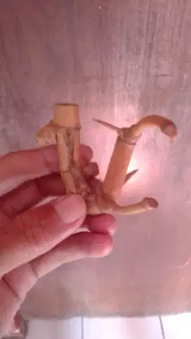 Bambu Barang koleksi unik
