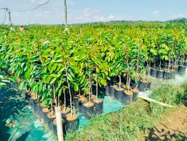 Bibit durian bawor 80cm-1m