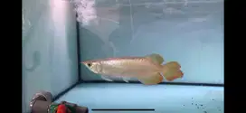 Arwana super red metalic 27cm