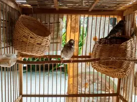 sepasang BTS somerini