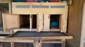 Kandang Box DOC Anak Ayam
