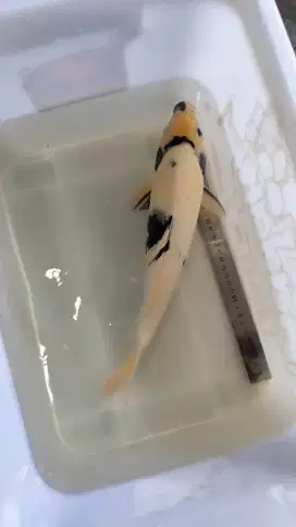 IKAN KOI SATUAN ATAU BORONGAN