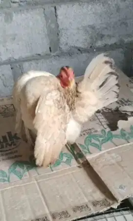 Ayam Serama betina induk selam