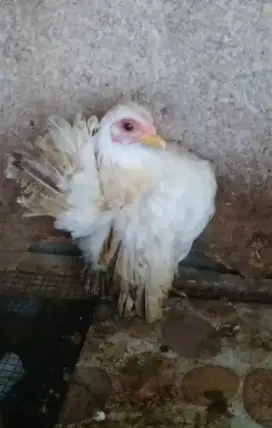 Ayam Serama betina remaja