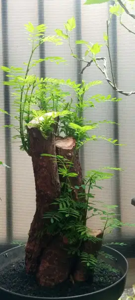 Bonsai asem saraf