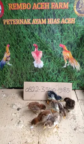 Ayam ekor lidi ori