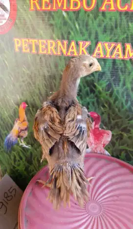 Ayam ekor lidi ori