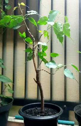 Bonsai ficus bodhy