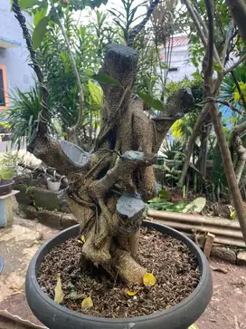 Aneka bahan Bonsai