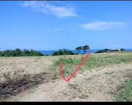 Jual tanah los pantai kelating luas 78,5 are harga 650 jt/ are