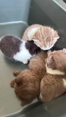Kucing Cinnamon British Short Hair BSH