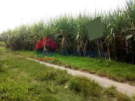 Tanah Sawah DIJUAL Di Kembangan, Ngasem, Kab Kediri Dekat Perumahan