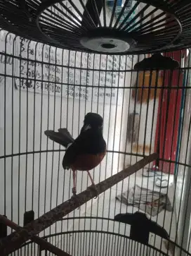 Bismillah,, djual murai teurahan full set mulus,,,