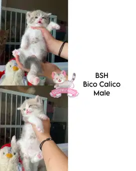 BSH British Shorthair kitten J&B