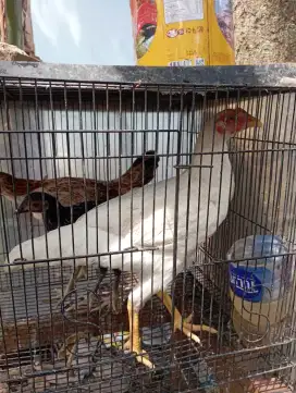 Ayam kampung dedara putih bersih