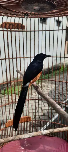 murai medan x balak