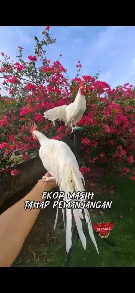 Onagadori remaja (ayam hias ekor panjang)