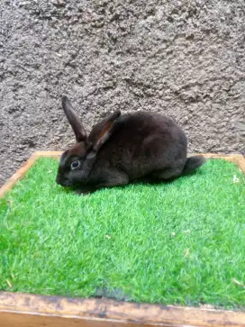 Kelinci Rex karpet jantan