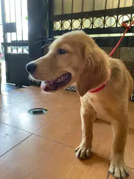 ANAKAN ANJING GOLDEN RETRIEVER CHAMPION JANTAN