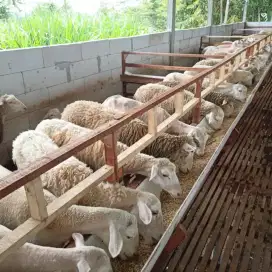 Paket Kambing Kurban